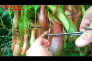 看過豬籠草的肚子到底裝了什麼嗎！？