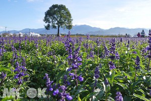 2014新社花海節登場 35公頃繽紛花田浪漫玩台中-MOOK景點家 - 墨刻出版 華文最大旅遊資訊平台