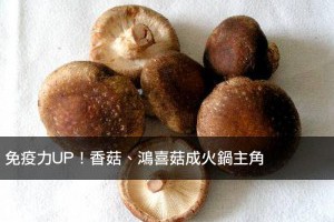 免疫力UP！香菇、鴻喜菇成火鍋主角