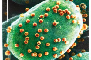 生活技.net: 科學家發現能改變人思維的病毒