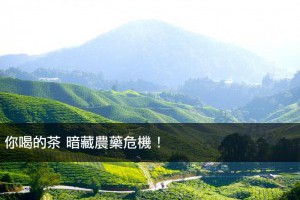 你喝的茶 暗藏農藥危機！