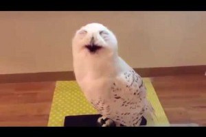 會笑的貓頭鷹你有見過嗎？