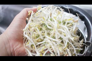 DIY天然又安心》只要2步驟，在辦公室也能種「白胖豆芽菜」！ - 優生活 - 健康 - BabyHome寶貝家庭親子網 - 商業周刊