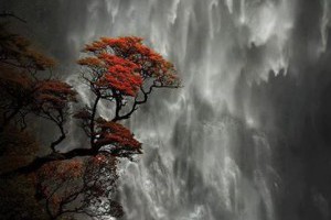 龍蓮 | Facebook
