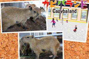 九州市太空世界樂園：水豚天地