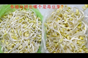 千萬別買到毒豆芽！如何鑒別毒豆芽和好豆芽，幾個特徵學起來！