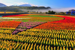 健行筆記 - 花東花海季 把大地當畫布