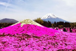 Heyashop: 富士山芝櫻祭
