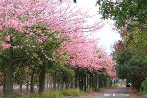 美人樹盛開，激似櫻花大道！虎尾農博公園 - 景點 - 親子就醬玩