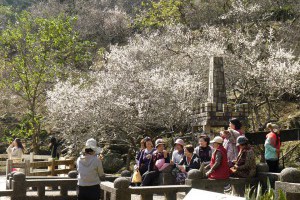 角板山梅花開！賞梅野餐愜意遊桃園-MOOK景點家 - 墨刻出版 華文最大旅遊資訊平台