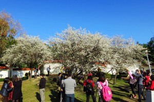 臺北市最美的梅花祕境：志成公園