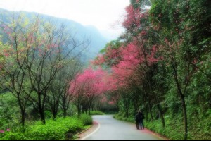 新北賞櫻 ∥ 淡水滬尾櫻花大道三芝櫻木花道賞櫻路線地圖攻略 @ 初心小格 :: 痞客邦 PIXNET ::