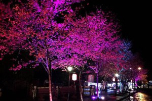 健行筆記 - 晚上烏來賞櫻花？新北市府試辦賞夜櫻