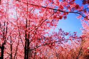 2015臺中。櫻你而美 -臺中觀光旅遊網