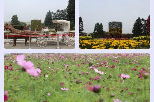2015 花牧蘭熱氣球嘉年華