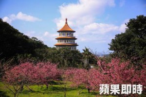 【旅途中】淡水賞櫻  紅的粉的都有 | 即時新聞 | 20150204 | 蘋果日報