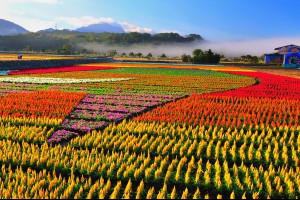 花東農遊趣食材旅行let's go