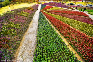 【花蓮】。花東農遊趣『台灣後山花園』～花蓮12鄉鎮、台東5鄉鎮彩色花毯 | [自己的小小世界] 旅遊．攝影