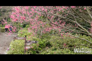 窩客島賞花前哨站！2015陽明山花季粉嫩登場，櫻花盛開美不勝收！ – walkerland 窩客島–天天提供超值、免費優惠美食最in情報！