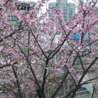 台北秘境。東湖之美—樂活公園寒櫻。樂康步道山櫻花。2015花況