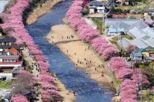 早櫻「河津櫻」盛放