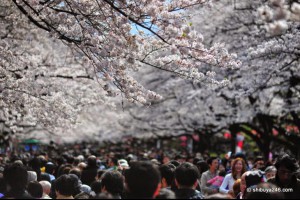 東京賞櫻熱點