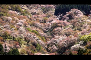 吉野山：日本最好的賞櫻點