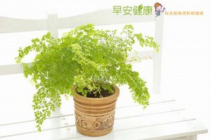 種對植物 宛如天然造氧清淨機在你家