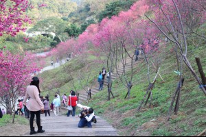 春遊賞花趣 全台景點大特蒐 | 櫻花 | 陽明山 | 武陵農場 | 台灣大紀元