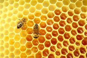 常吃蜂蜜的幾大驚人好處！ | Giga Circle