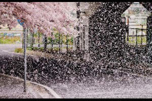 2015 年日本 Twitter 上的絕美櫻花照片欣賞