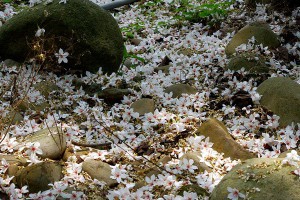 喜迎五月雪！2015客家桐花祭現蹤-MOOK景點家 - 墨刻出版 華文最大旅遊資訊平台