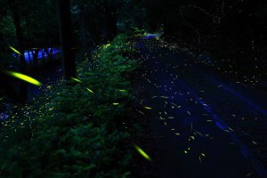 奧萬大賞螢季 青光點點如絕美星空-MOOK景點家 - 墨刻出版 華文最大旅遊資訊平台
