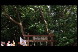 [ 遊記 ] 苗栗三義桐花之旅--四月雪小徑 @ bobowin旅行攝影生活 :: 隨意窩 Xuite日誌