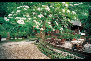 2015客家桐花季私房景點