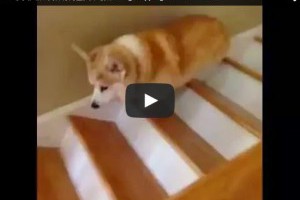  一秒就笑出來！呆萌柯基犬下樓梯 