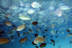 Tripadvisor 評選 2015 年亞洲前 10 大必去海島！
