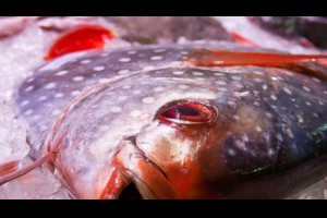 生活技.net: 科學家首次發現有體溫的魚