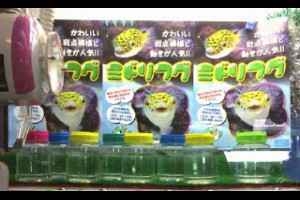變態當有趣系列：夾河豚？