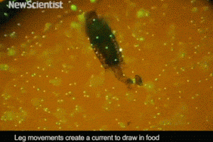 生活技.net: 生物學家發現吞噬塑料的浮游生物