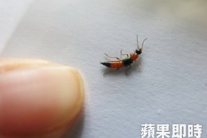 我的媽呀！這種蟲不能打　打臉小心毀容