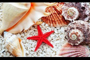  風雲海: 《開心水族箱》昨天在「搖一搖」的活動裡，還能搖到〈可樂史萊姆〉、〈萌海兔〉兩隻魚。 