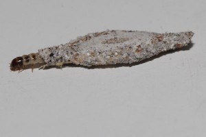 原以為「牠」只是棉絮，沒想到會爬、啃毛，還越長越多！根除這「怪物」一定要做到「這點」！牠的威力真的太強大... LIFE生活網