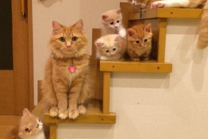 無辜大眼讓人受不了～激萌短腿貓家族現身 | 可愛 | 妞新聞 niusnews