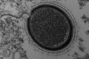 生活技.net: 科學家計劃復活三萬年前神秘史前巨型病毒