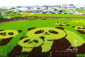 [ 苗栗⊙苑裡]貓熊家族。稻田彩繪@57魔法Ling－iPeen 愛評網