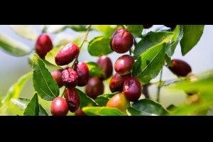 紅棗生嚼就是浪費！給你紅棗功效翻倍的12種吃法！ - 家庭誌