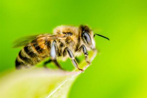 這3種生物的存亡會影響人類的存亡？ | 台灣大紀元