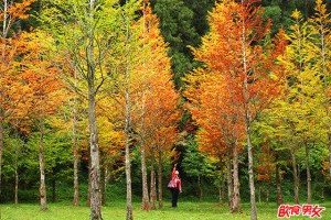 南投 杉林溪 逐紅葉