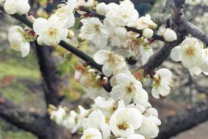 【新聞】10天內 快來信義鄉 梅花正嬌豔 | 健行筆記